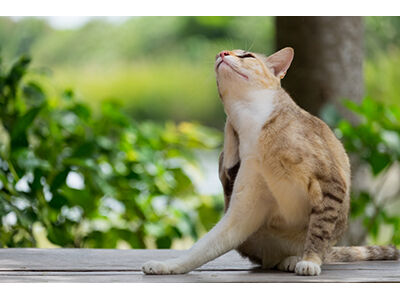 Flea & Tick Prevention for Felines